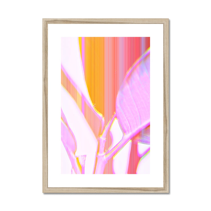 Rubber Tree A2 Framed & Mounted Print