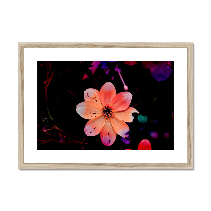 Garden Flower A1 Framed & Mounted Print