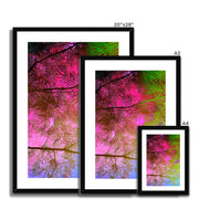 Albizia Tree A10 Framed & Mounted Print