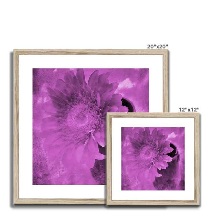 Gerbera A4 Framed & Mounted Print