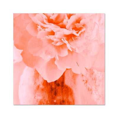 Peony G3 Hahnemühle Photo Rag Print