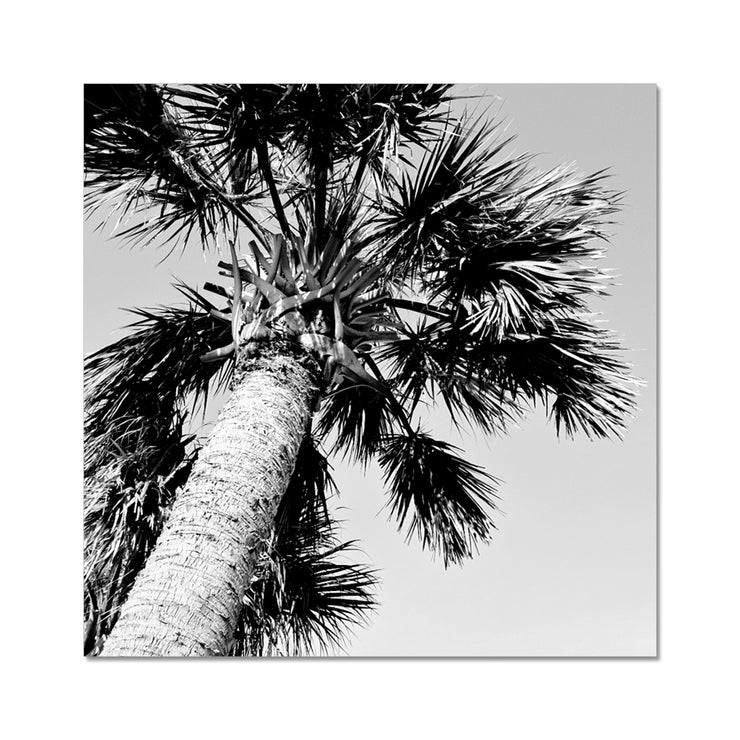 Palm Tree E2 Hahnemühle Photo Rag Print