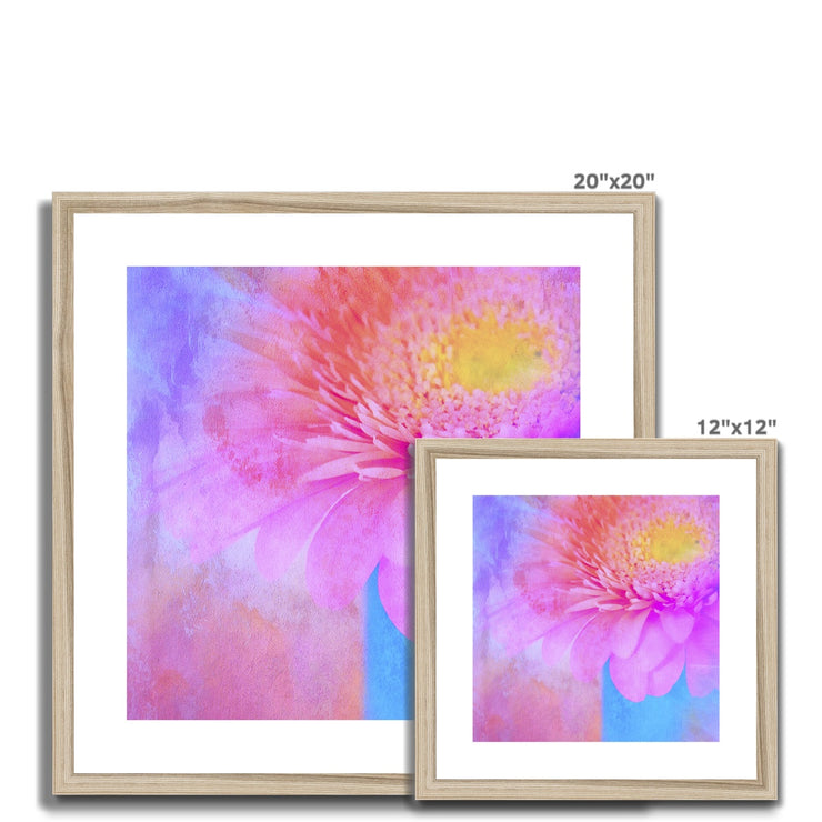 Gerbera B1 Framed & Mounted Print