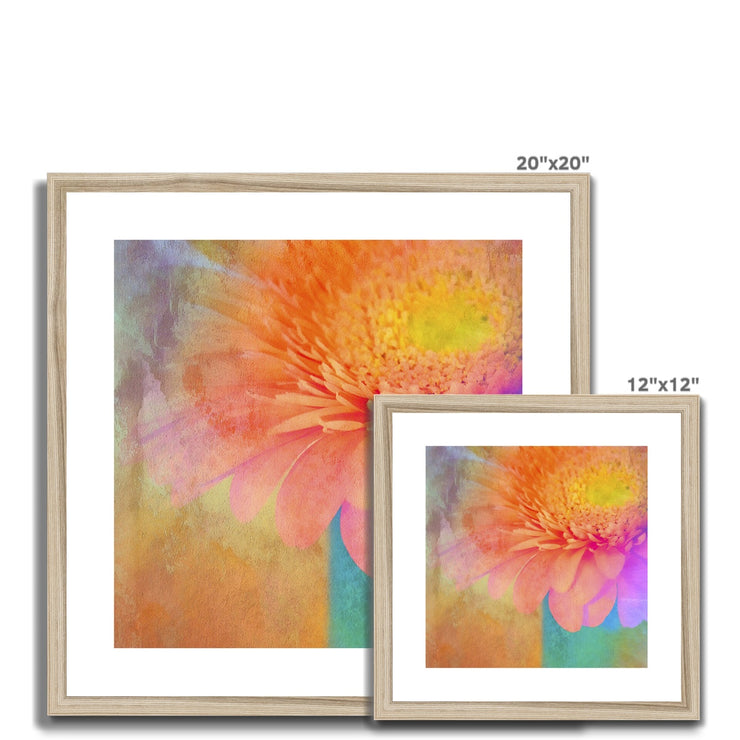 Gerbera B2 Framed & Mounted Print