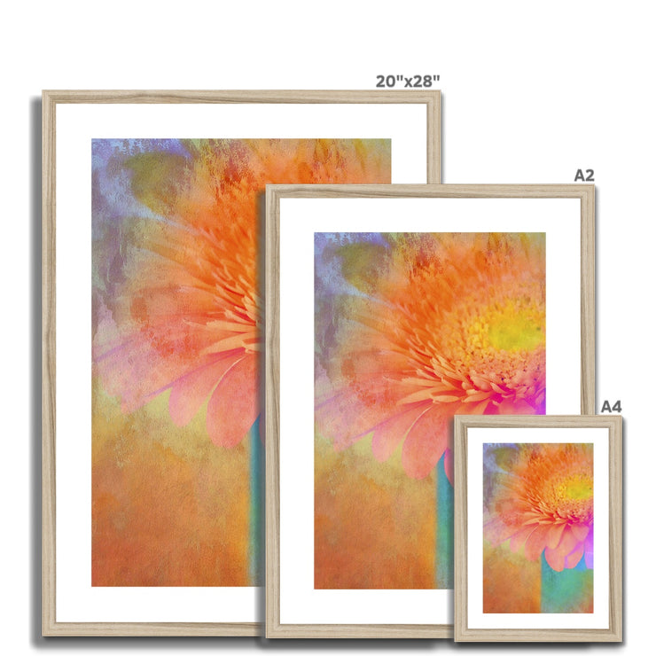 Gerbera B2 Framed & Mounted Print