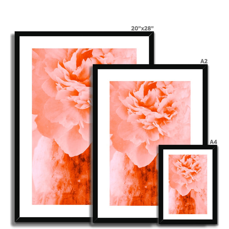 Peony G3 Framed & Mounted Print