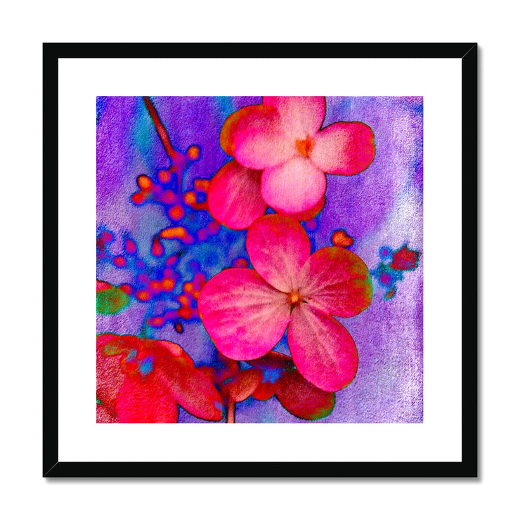 Hydrangea B1 Framed & Mounted Print