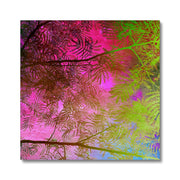 Albizia Tree A10 Canvas