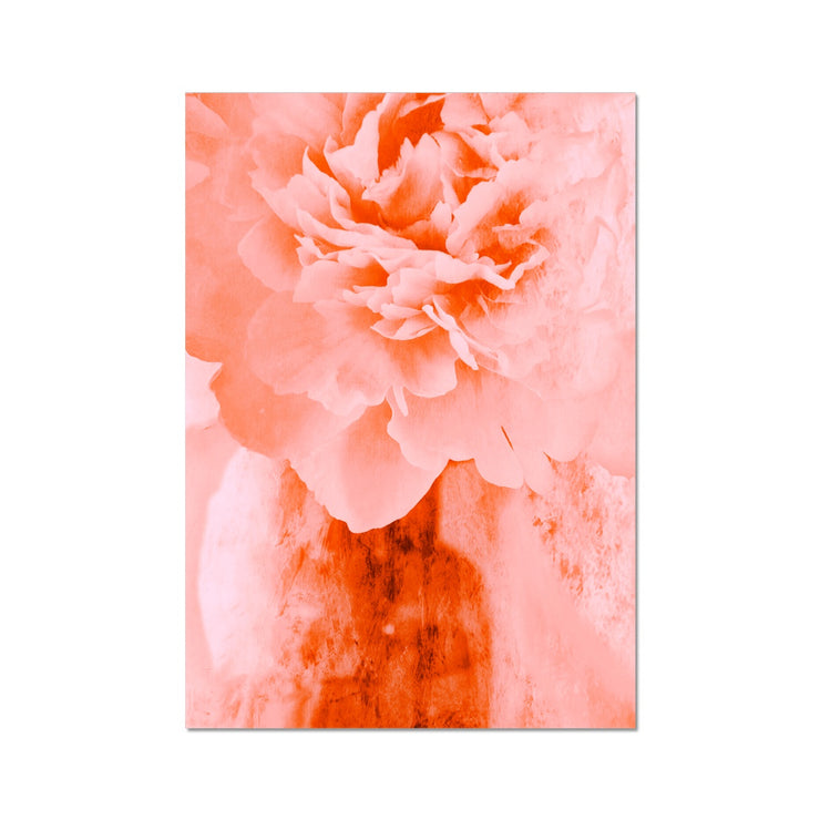 Peony G3 Hahnemühle Photo Rag Print