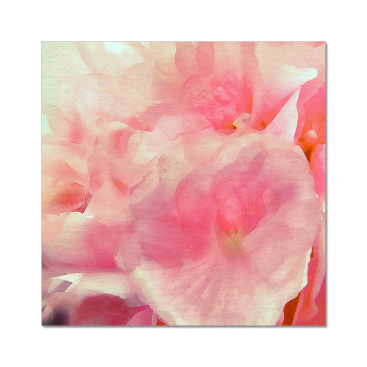 Hydrangea C1 Hahnemühle Photo Rag Print