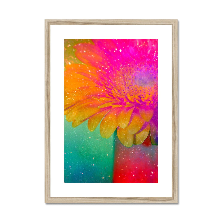 Gerbera B3 Framed & Mounted Print