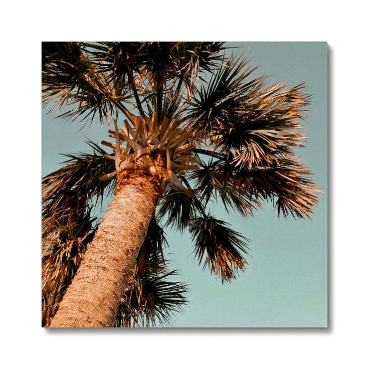 Palm Tree E1 Canvas