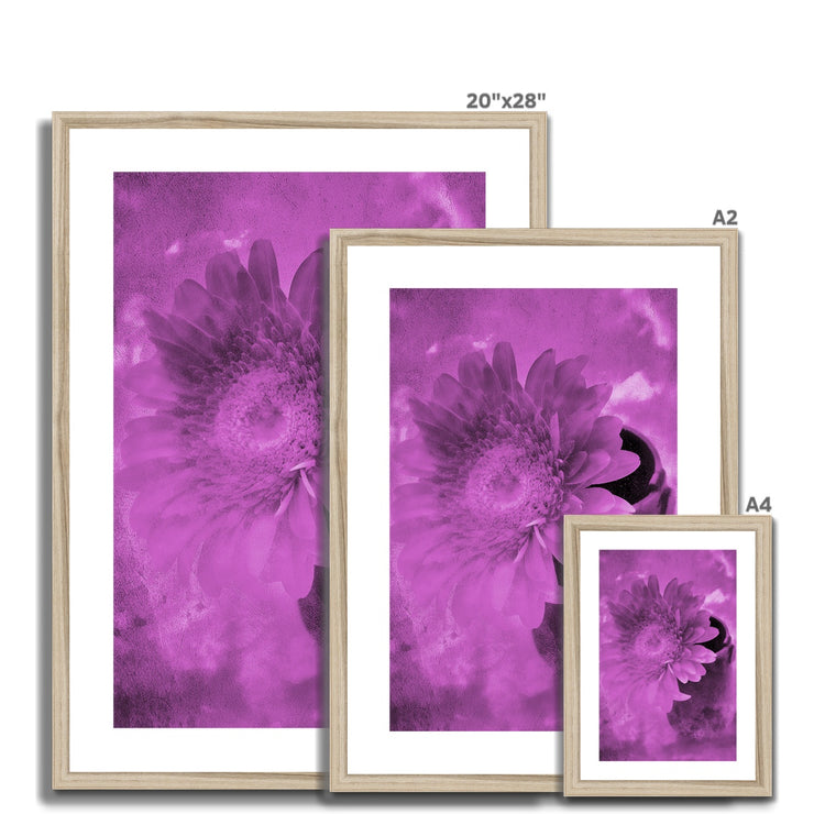 Gerbera A4 Framed & Mounted Print