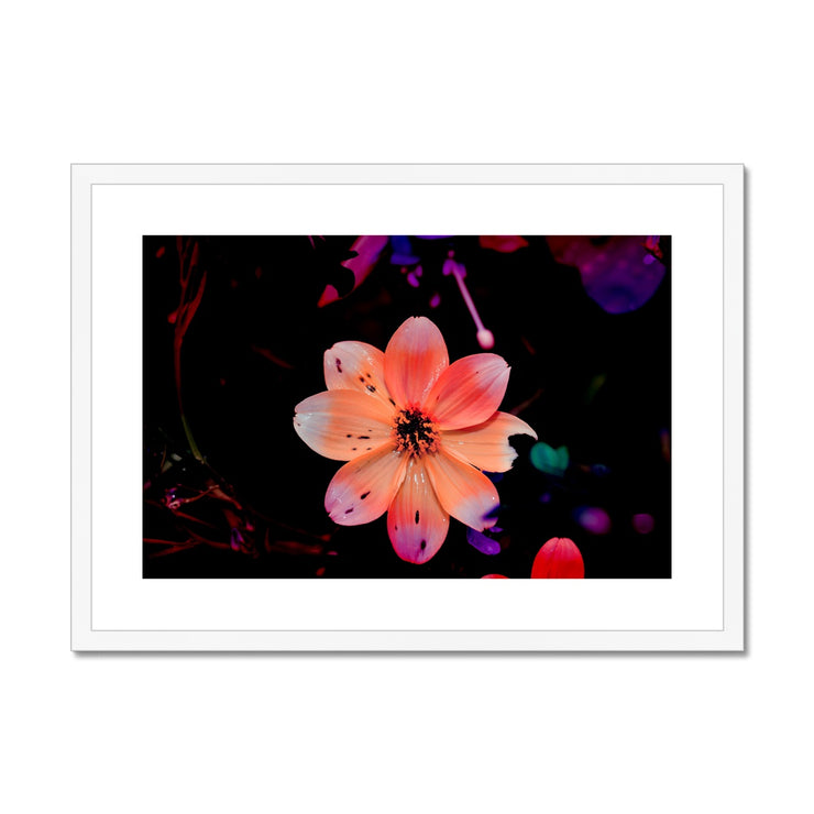 Garden Flower A1 Framed & Mounted Print