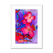 Hydrangea B1 Framed & Mounted Print