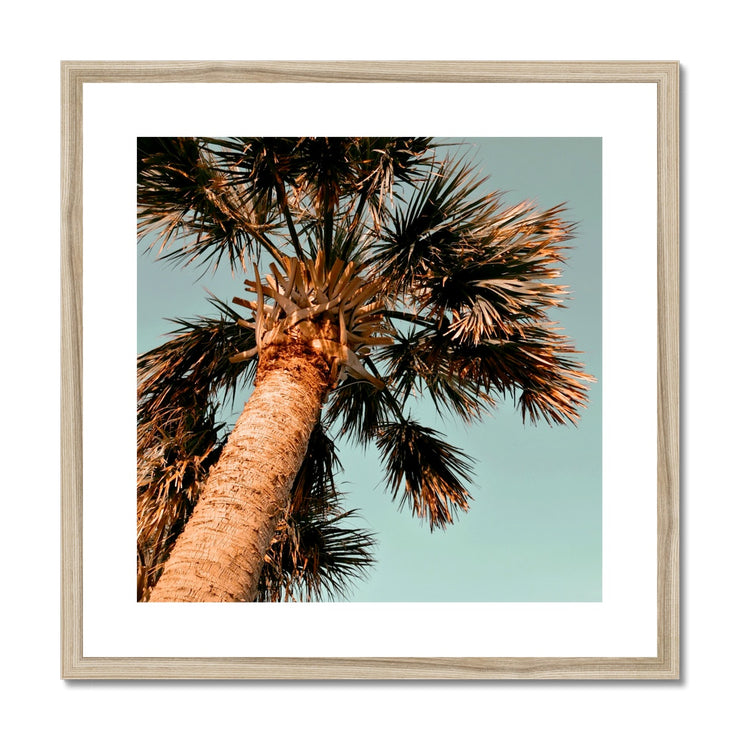 Palm Tree E1 Framed & Mounted Print