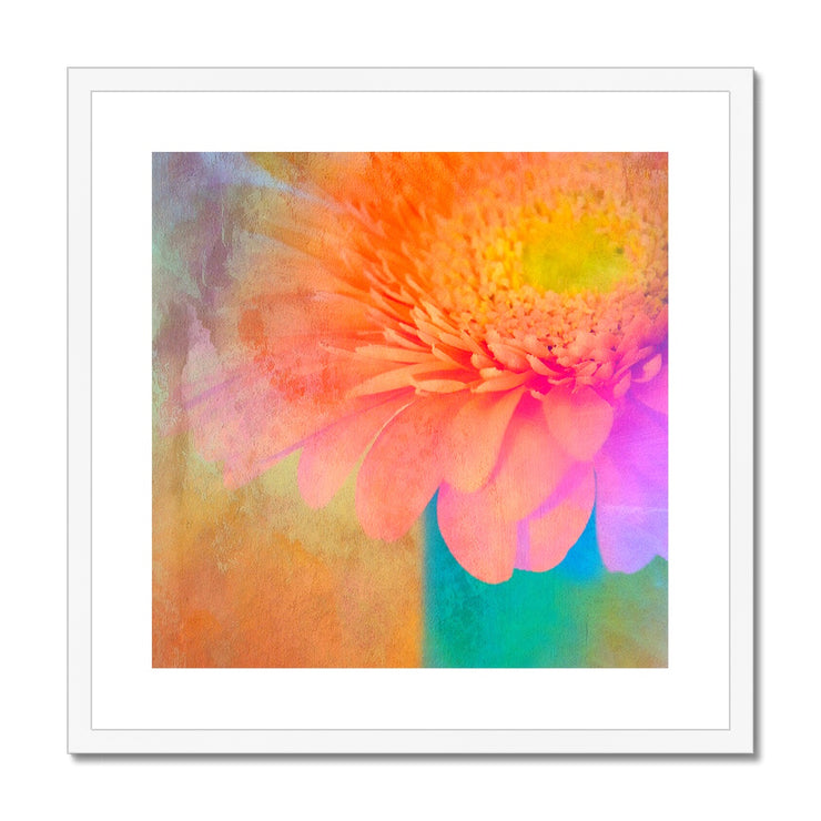 Gerbera B2 Framed & Mounted Print