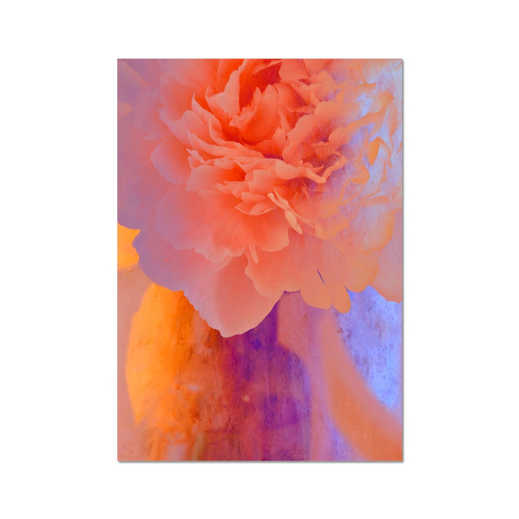 Peony G1 Hahnemühle Photo Rag Print