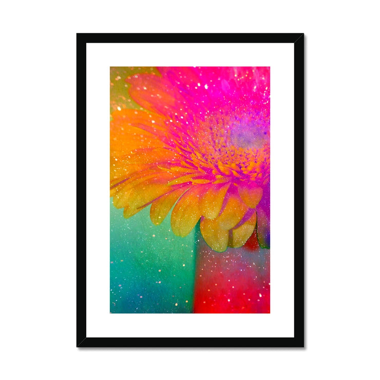 Gerbera B3 Framed & Mounted Print