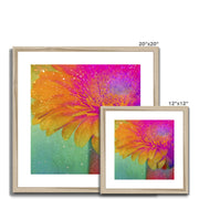 Gerbera B3 Framed & Mounted Print