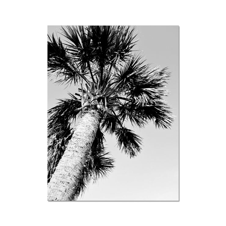 Palm Tree E2 Hahnemühle Photo Rag Print