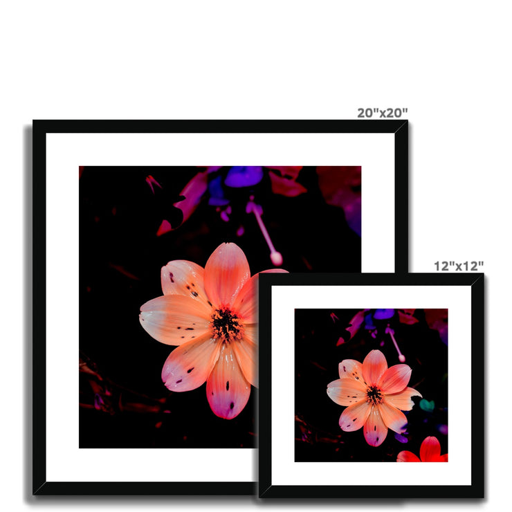 Garden Flower A1 Framed & Mounted Print