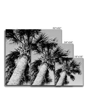 Palm Tree E2 Canvas