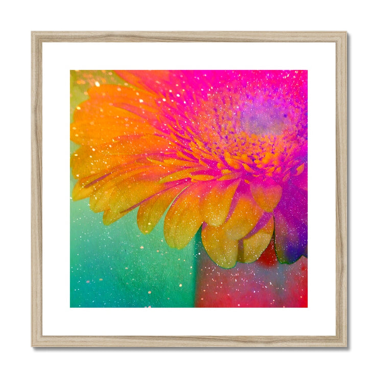 Gerbera B3 Framed & Mounted Print