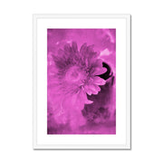 Gerbera A4 Framed & Mounted Print