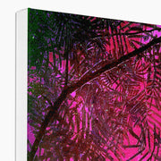 Albizia Tree A10 Canvas