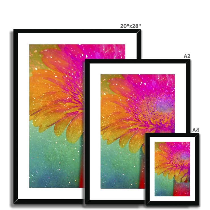 Gerbera B3 Framed & Mounted Print