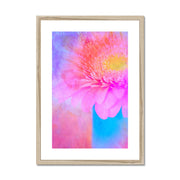 Gerbera B1 Framed & Mounted Print