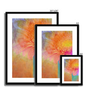 Gerbera B2 Framed & Mounted Print