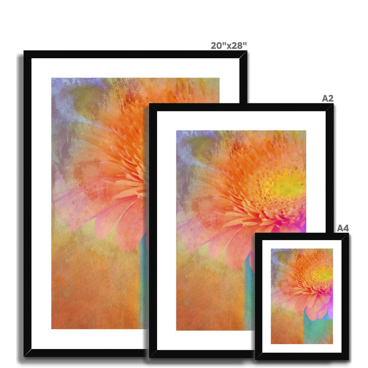 Gerbera B2 Framed & Mounted Print