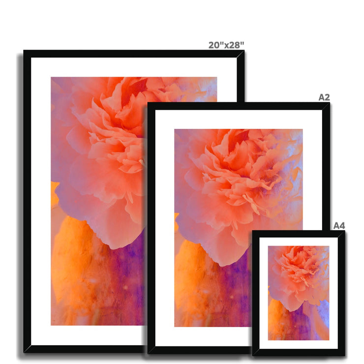 Peony G1 Framed & Mounted Print