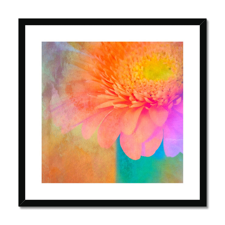 Gerbera B2 Framed & Mounted Print