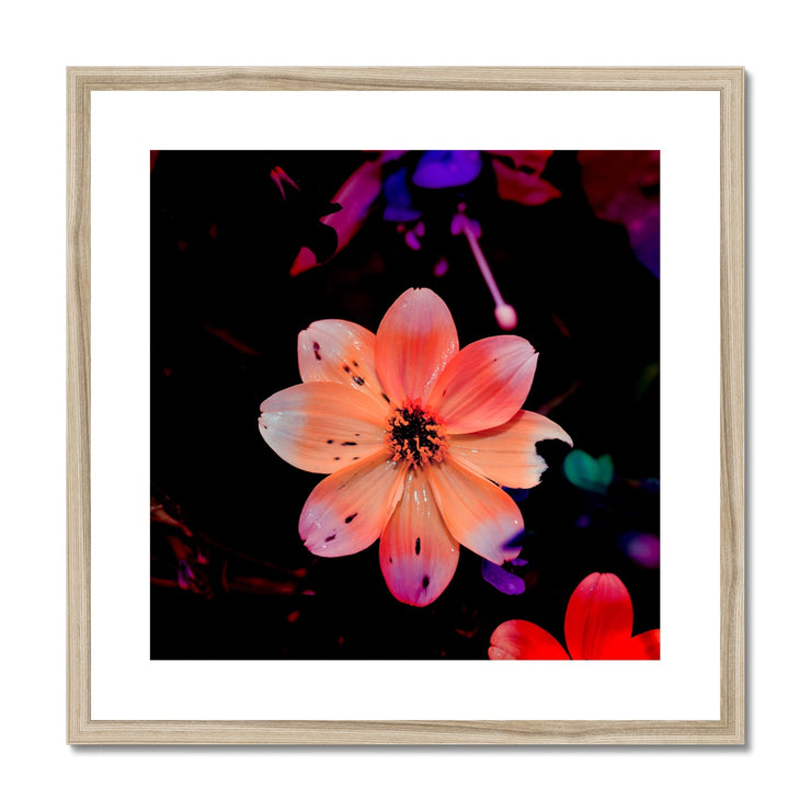 Garden Flower A1 Framed & Mounted Print