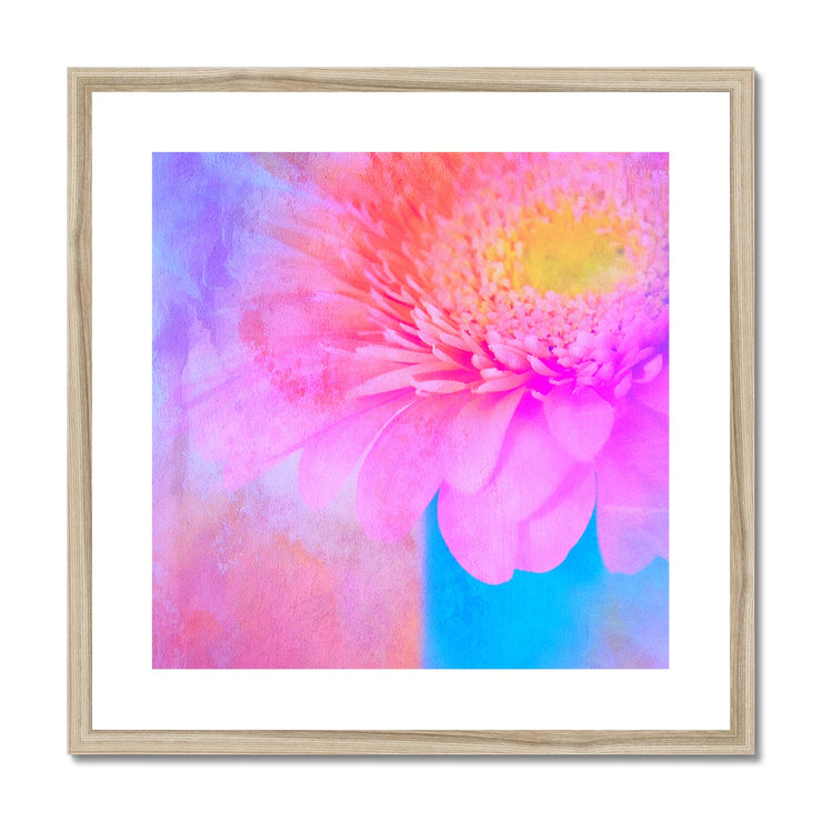 Gerbera B1 Framed & Mounted Print