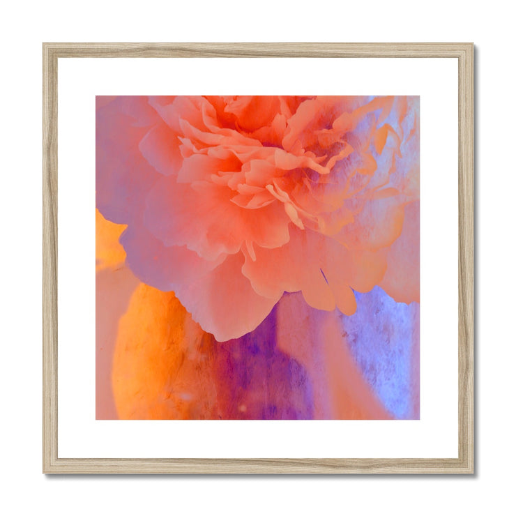 Peony G1 Framed & Mounted Print