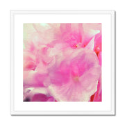 Hydrangea C2 Framed & Mounted Print