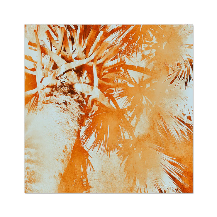 Palm Tree B1 Hahnemühle Photo Rag Print