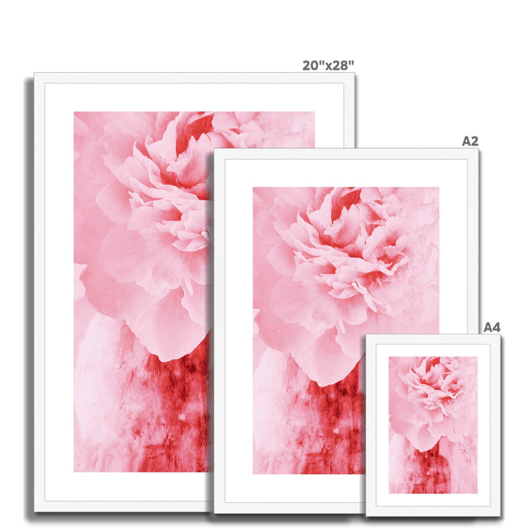 Peony G4 Framed & Mounted Print