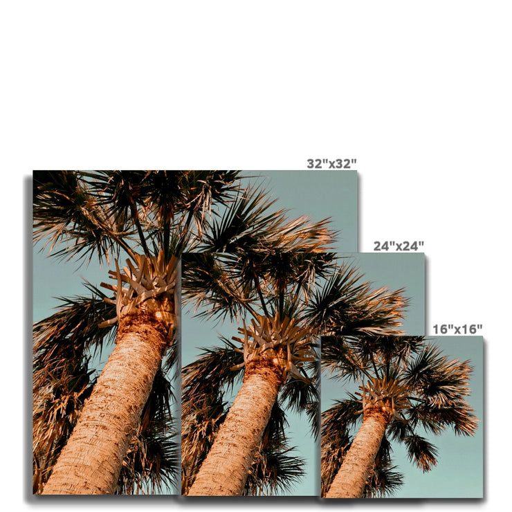 Palm Tree E1 Canvas