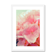 Hydrangea C1 Framed & Mounted Print