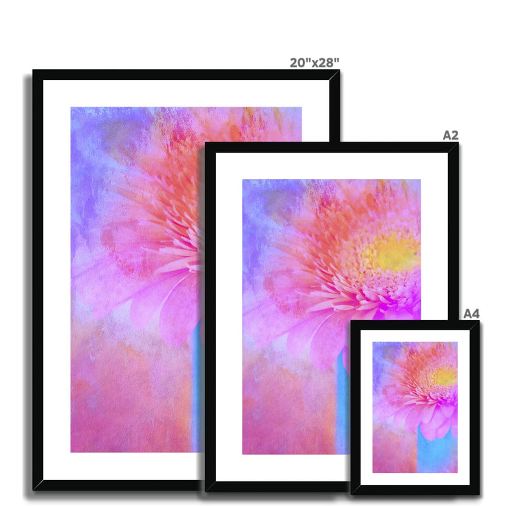 Gerbera B1 Framed & Mounted Print