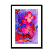 Hydrangea B1 Framed & Mounted Print