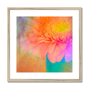 Gerbera B2 Framed & Mounted Print