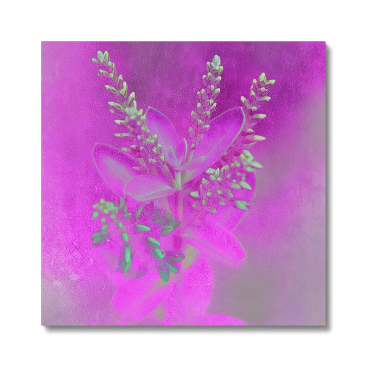 Lilac A2 Canvas