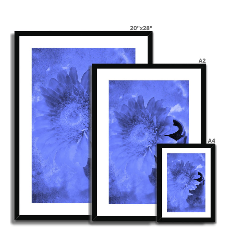 Gerbera A3 Framed & Mounted Print