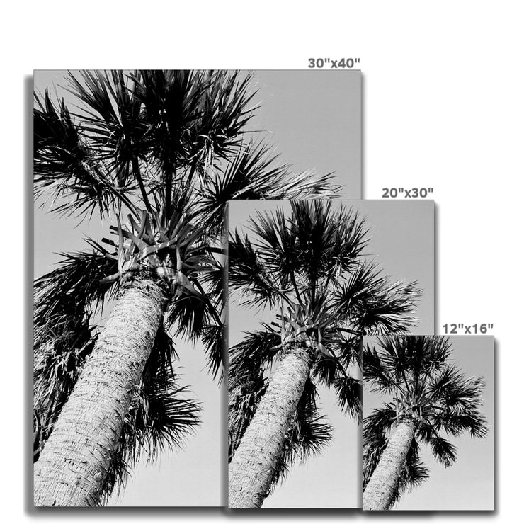 Palm Tree E2 Canvas